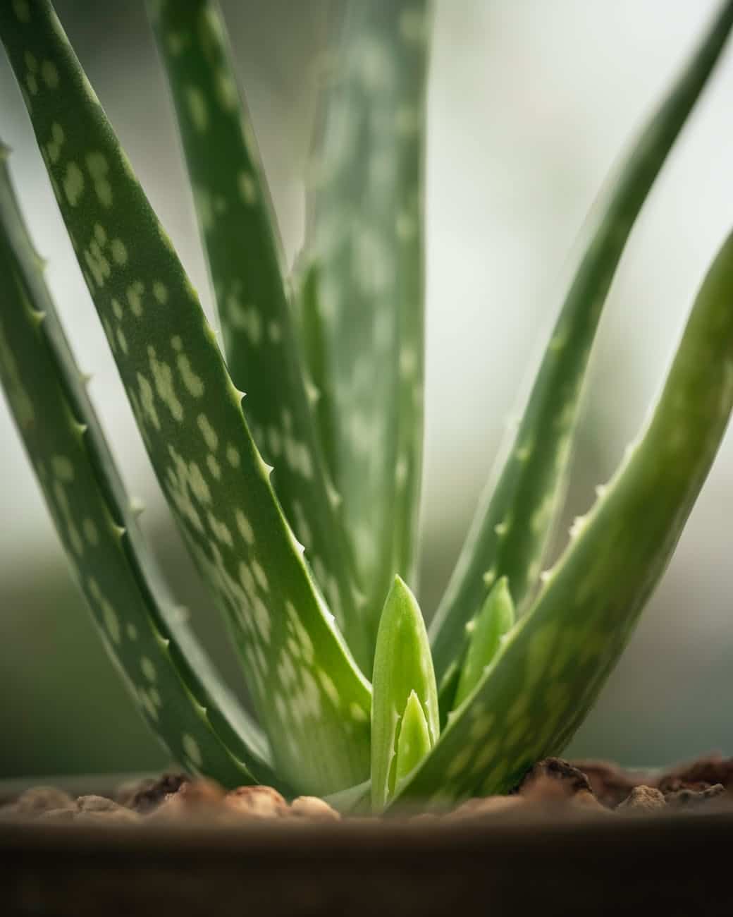 LR Aloe Vera