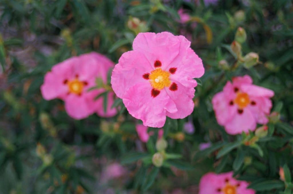 Botânica do Cistus Incanus e a Defesa Ativa das Vias Respiratórias